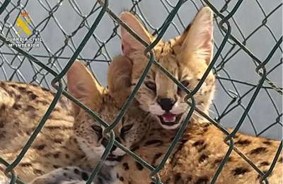 Five exotic cats rescued in Gran Canaria