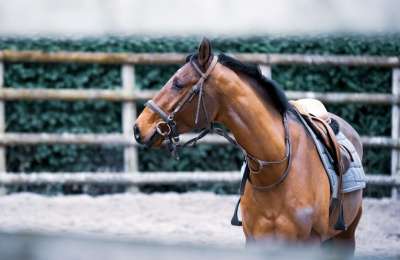 The Hidden World of Horse Racing in Tenerife