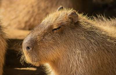 New arrivals: Loro Parque celebrates significant births across multiple species