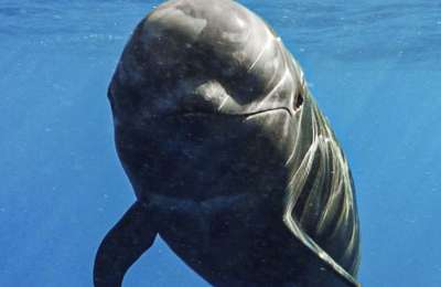 ‘Nika, the Tropical Pilot Whale’: Film showcases the threats facing Canary Islands waters