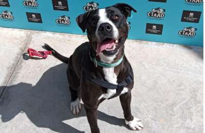 More dogs rehomed in Adeje as rescue centre expands and upgrades facilities