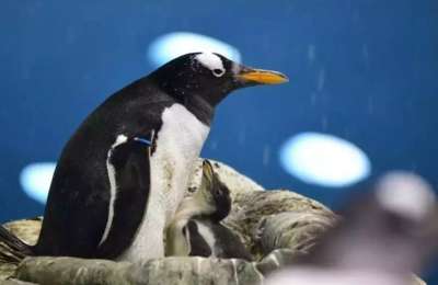 Europe’s oldest gentoo penguin dies at Loro Parque aged nearly 40