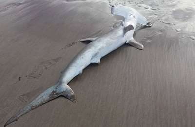 Hammerhead Shark found on beach in Lanzarote