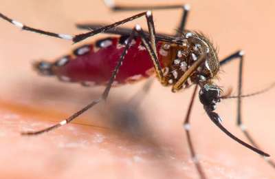 New yellow fever mosquitoes detected in Tenerife
