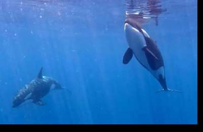 Groundbreaking study identifies Iberian Orca dialect for the first time