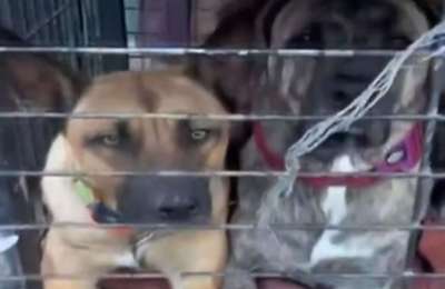 Animal shelter in Tenerife under fire after videos reveal dogs confined to crates