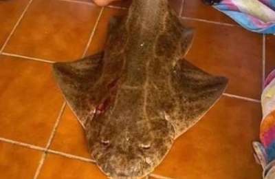 Fisherman fined and banned after killing critically endangered angel shark