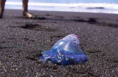 WARNING: Portuguese Man-of-War found on beaches in Gran Canaria