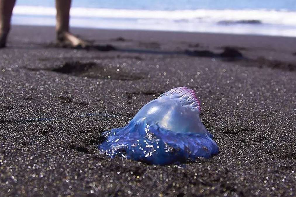 WARNING: Portuguese Man-of-War found on beaches in Gran Canaria