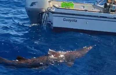 Rare Goblin Shark recorded alive for the first time in Canary Islands waters