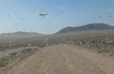VIDEO: Swarms of African Locusts spark alert in Lanzarote