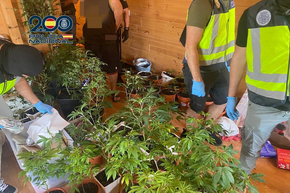 Fake ‘Cannabis Club’ raided in South Tenerife for selling drugs to holidaymakers