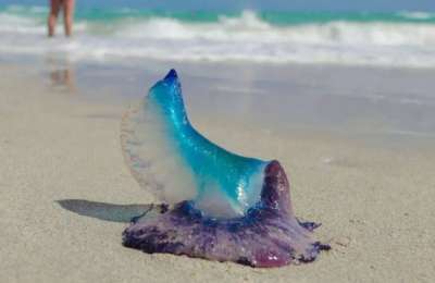 Dangerous Portuguese Man o’ War spotted near Lanzarote and Fuerteventura