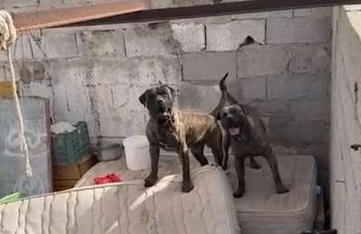 Unsupervised dogs bite woman and kill her pet in Lanzarote