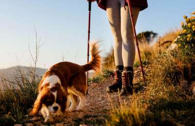 Volcanic Vistas and Vanishing Acts: Why the Canary Islands demand a higher standard of pet safety
