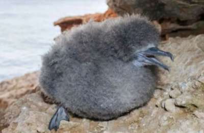Poachers fined over €6000 for killing protected seabirds in Fuerteventura