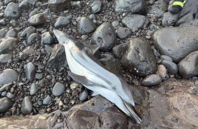 Two dolphins found dead on Lanzarote coast 