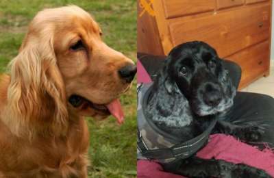 Vet under investigation for unnecessarily putting down two dogs in Gran Canaria