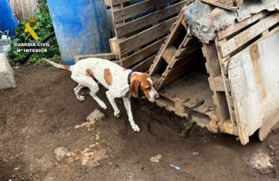 29 malnourished dogs rescued from makeshift kennels in Gran Canaria