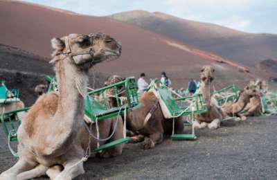 33,000 sign petition to end camel rides in Lanzarote