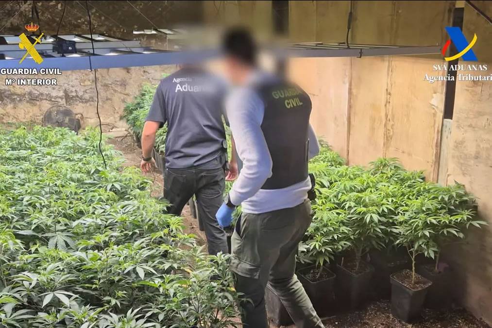 VIDEO: Police raid large Cannabis farm in south Tenerife 