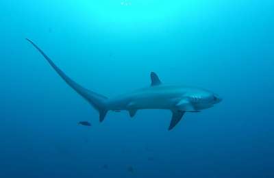 Scientists and fishermen join forces in the Canaries to track Thresher Sharks