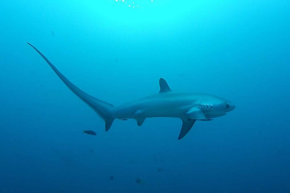 Scientists and fishermen join forces in the Canaries to track Thresher Sharks