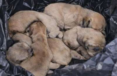Couple investigated for throwing six puppies from car in Gran Canaria