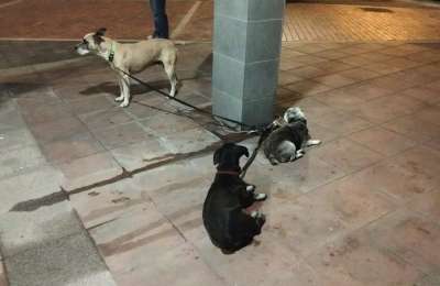 Three starving dogs found injured and tied to a post in Gran Canaria