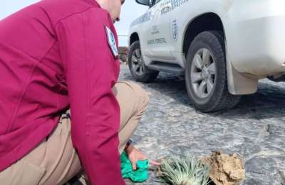 Holidaymakers face €1,500 fines for taking plants and volcanic rock from Mount Teide