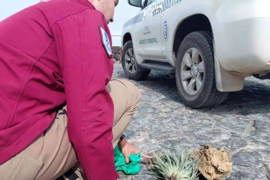 Holidaymakers face €1,500 fines for taking plants and volcanic rock from Mount Teide