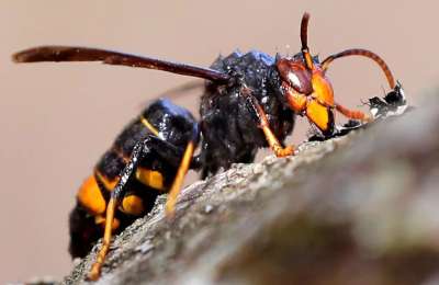 Asian Hornet nest found in Canary Islands for the first time