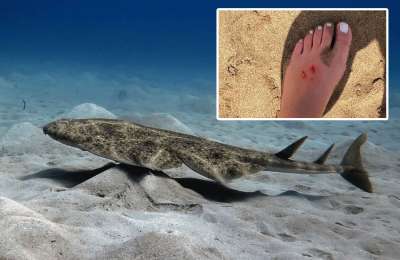Swimmer Bitten by Angel Shark on Lanzarote Beach