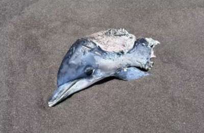 Shock discovery on Gran Canaria beach as dolphin head washes ashore