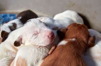New Animal Welfare Rules ban giving away puppies and kittens under two months old