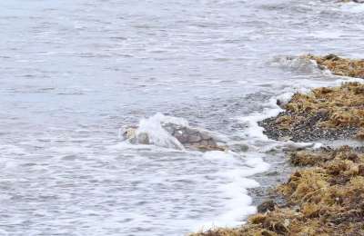 Two loggerhead turtles returned to the sea after recovering from serious injuries 