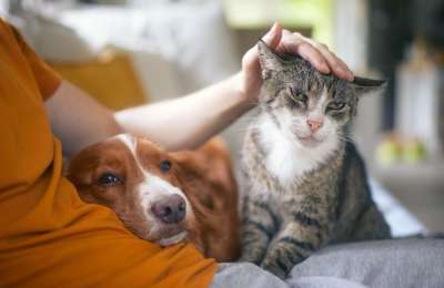 The Most Popular Pet Trends in 2026