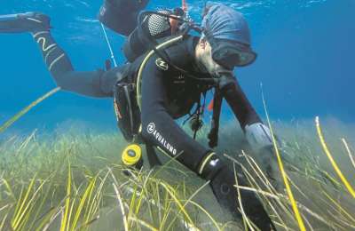 Pioneering seagrass conservation project in Tenerife vital for marine ecosystem