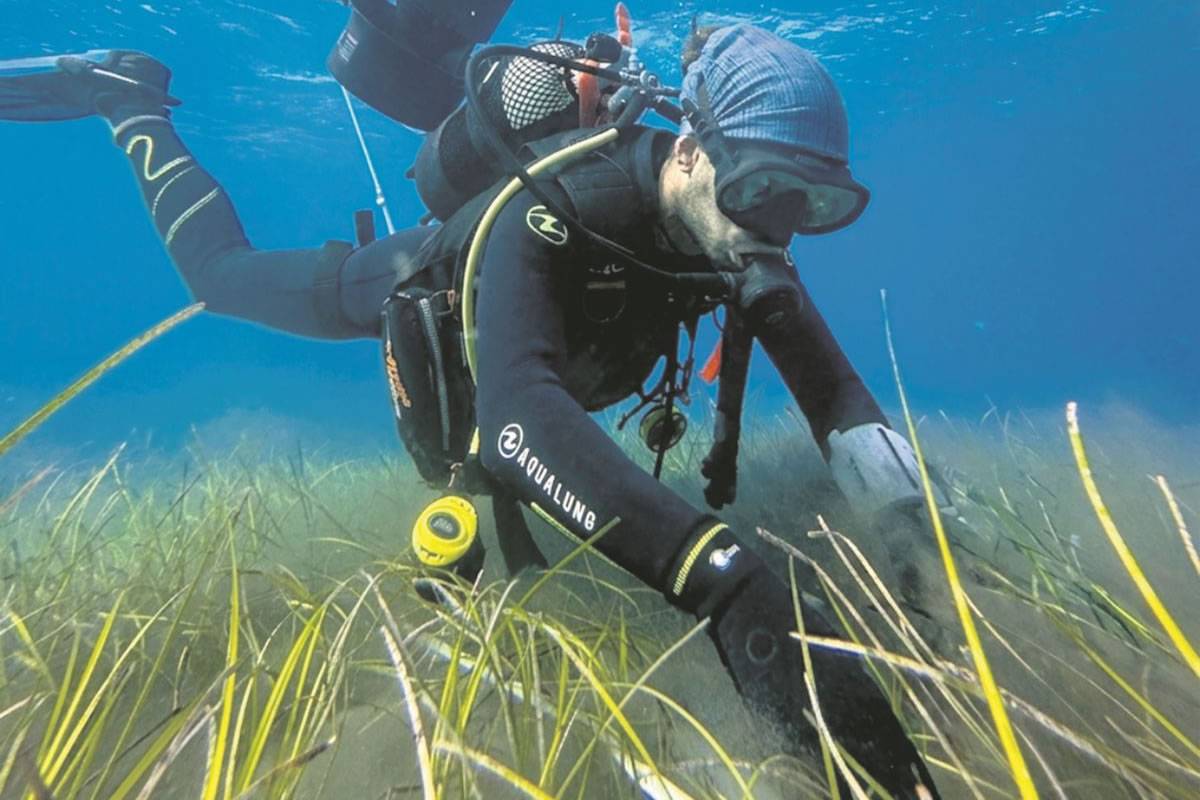 Pioneering seagrass conservation project in Tenerife vital for marine ecosystem