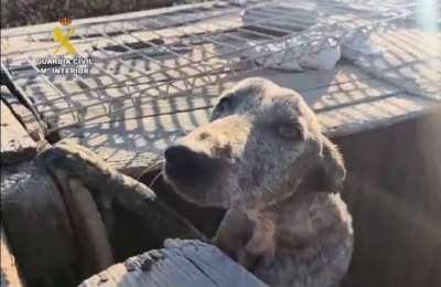 49 severely neglected dogs rescued from finca in South Tenerife