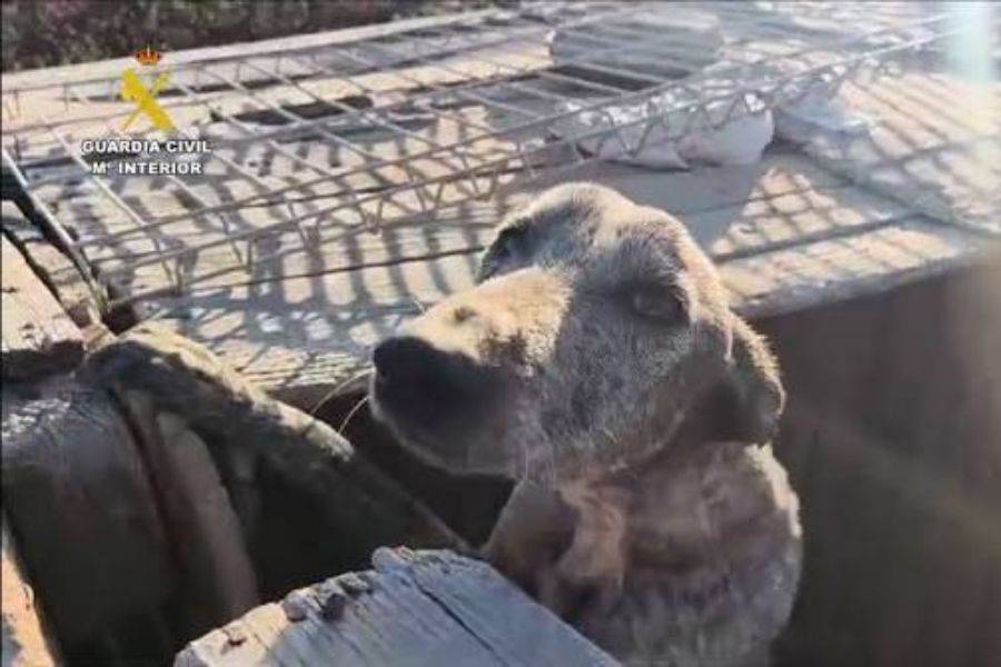 49 severely neglected dogs rescued from finca in South Tenerife