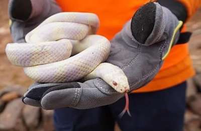 Record 807 wild Snakes captured in Gran Canaria during June