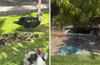 Kind-hearted residents keep ducks in Maspalomas hydrated during heatwave