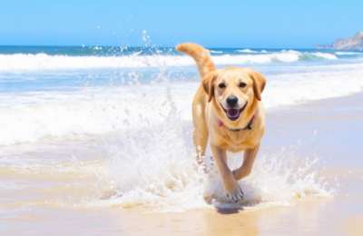 New rules could allow dogs back on two beaches in Lanzarote