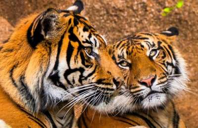 Loro Parque welcomes critically endangered Sumatran Tigers to Conservation Programme