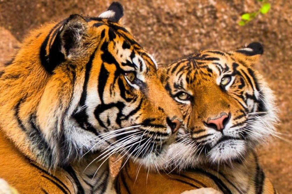 Loro Parque welcomes critically endangered Sumatran Tigers to Conservation Programme
