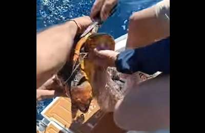 VIDEO: Sailing crew rescues Sea Turtle entangled in plastic during Lanzarote Regatta
