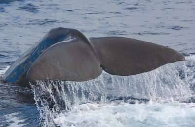 CSIC wants boat and crew for 36 day sperm whale research expedition in the Canary Islands