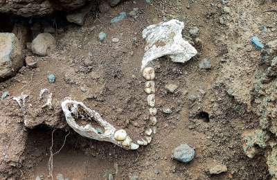 Human skeleton found partially buried on the coast of Tenerife