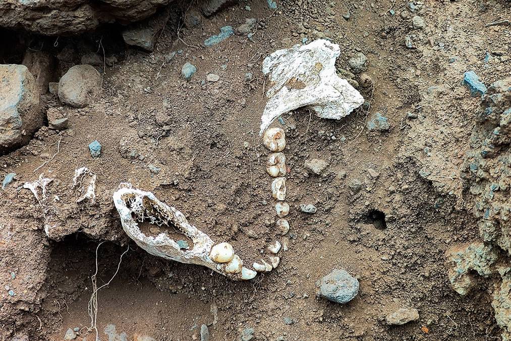 Human skeleton found partially buried on the coast of Tenerife